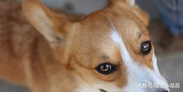 如果柯基犬有这5个表现, 祝贺你, 狗狗非常健康!