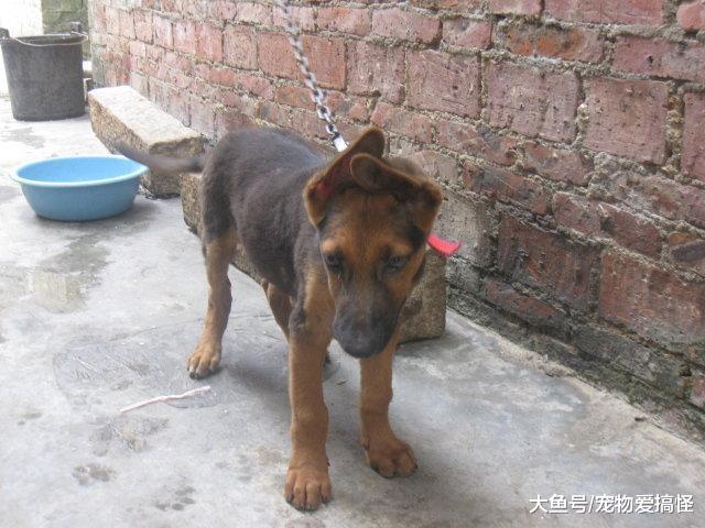 朋友花一百五帮我买了条德国牧羊犬, 可是越看越不对……