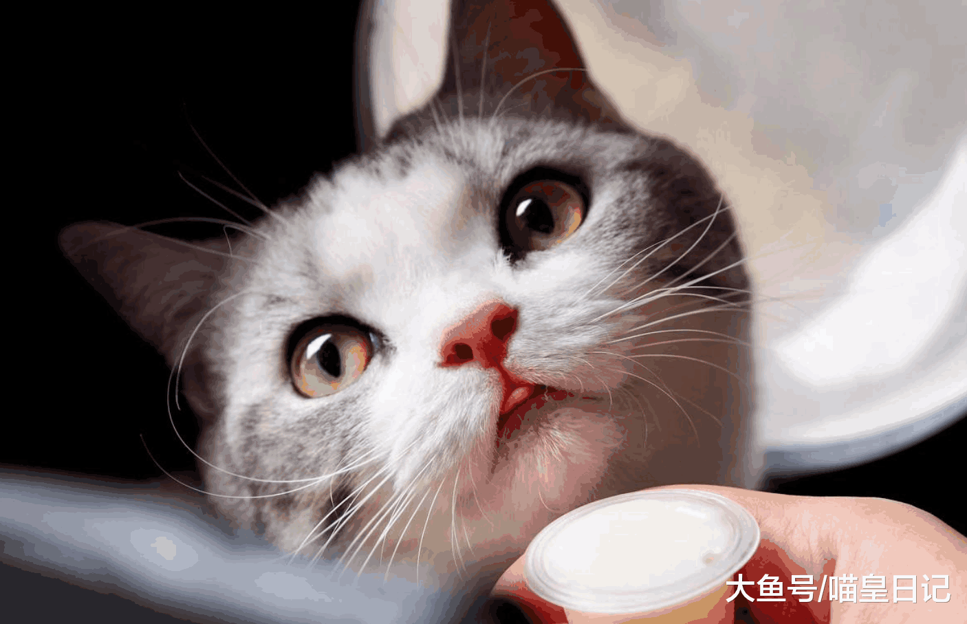 喵星人犯错后都有什么表现? 猫主子: 犯错是什么意思, 我不明白!