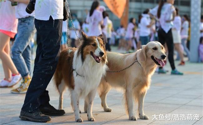 遛狗的5种错误方式, 不知道的赶紧了解一下, 不要再犯了