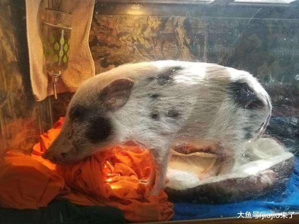 奇葩主人听信谣言, 竟用浴缸养迷你猪, 营养不良瘦到只剩4公斤