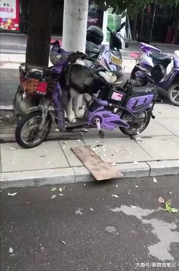 主人去一趟超市, 电瓶车就被阿拉斯加给拆了, 网友: 软座秒变硬座