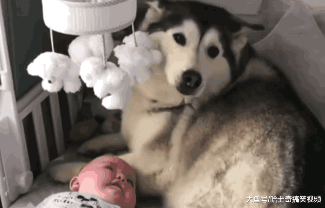 二哈为了刷存在感, 玩起了“失踪”, 发现它时主人笑翻了