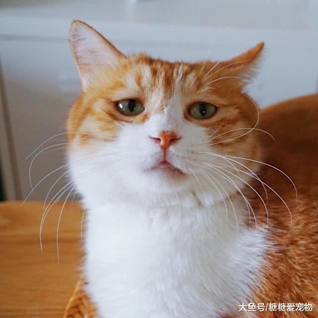 橘猫被奶奶穿上大红碎花棉袄, 主人看后笑喷: 真像地主家的傻儿子