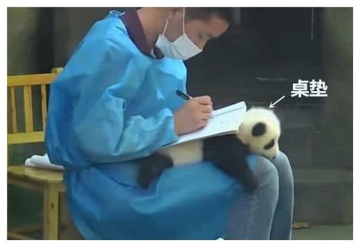 饲养员把熊猫当文具用, 效果羡煞一众游客: 放开我来!