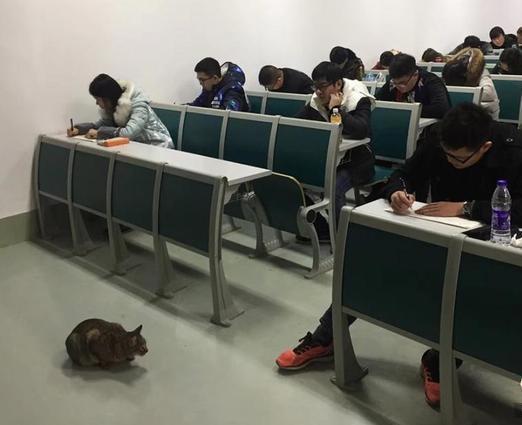 大学里的猫咪“监考官”火了! 瞬间成网红