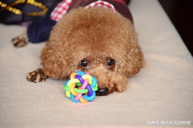 经常惩罚泰迪犬, 造成的5个“后果”很严重, 咬你只是其中之一!