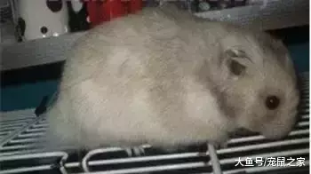 一文带你走进仓鼠世界: 仓鼠种类之叙利亚仓鼠(上)