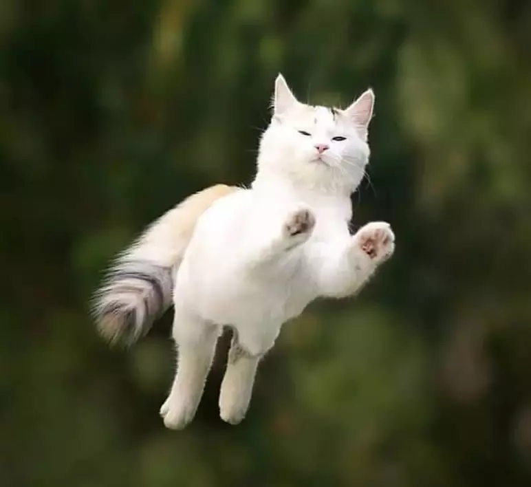 飞翔吧, 喵星人