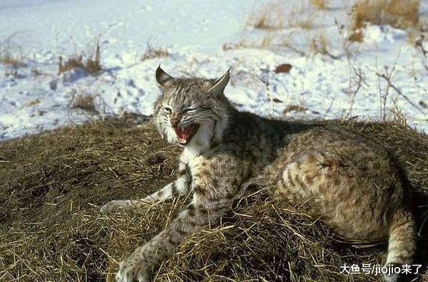 这种猫看着挺萌, 实则十分凶残, 专家: 经常有人错把它当家猫养