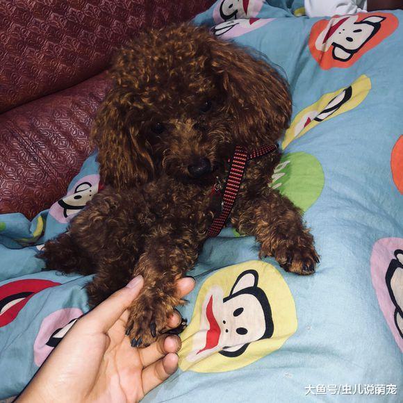 泰迪一岁多了, 网友发现它有一个蛀牙, 拔掉!