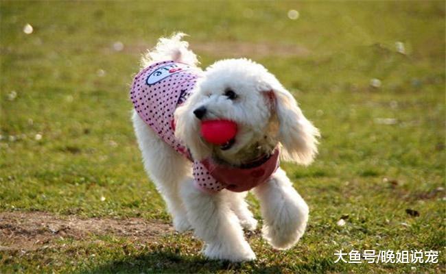 每个月花两三千来养狗的人, 都是“有病”吗? 需要看收入