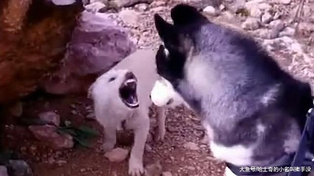 发现一只小流浪狗, 正好带回去给二哈做个伴, 哪知道二哈这么怂