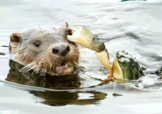 它能猎杀鳄鱼, 却被一只小螃蟹给打败了, 网友: 阴沟里翻船了!