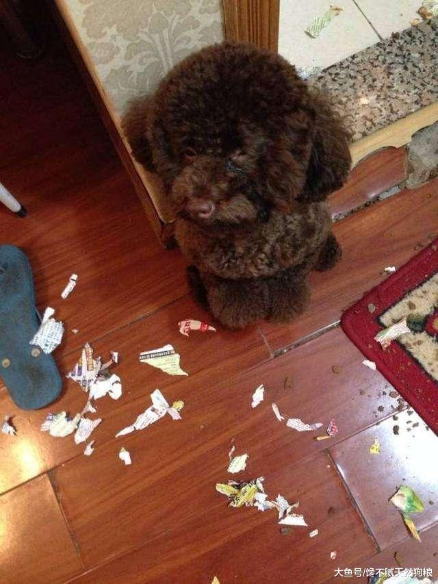 经常惩罚泰迪犬, 造成的5个“后果”很严重, 咬你只是其中之一!