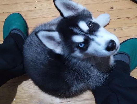 花300块买的哈士奇, 刚撒手就跑去看小姐姐, 真是一只二货!