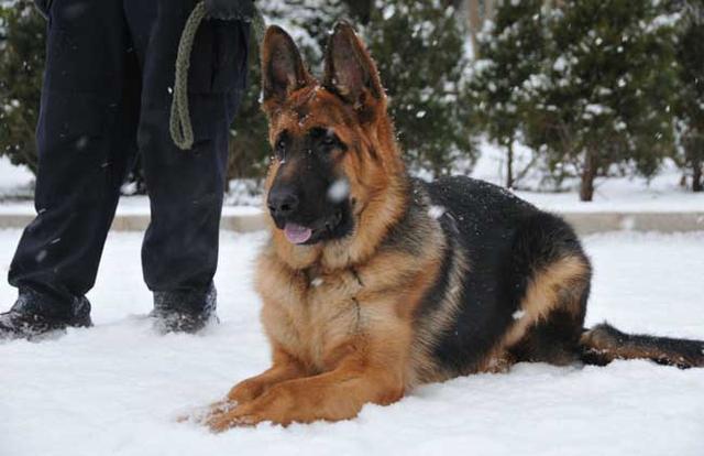 德国牧羊犬的5大缺点, 尤其是最后一个, 很多人都害怕!