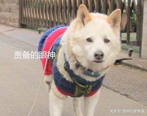 主人将狗绳掉在地上, 自己走了20分钟, 汪: 铲屎的又忘带脑子出门