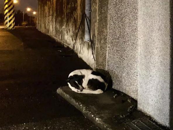 国产版“忠犬八公”, 主人摔伤住院, 狗狗一直原地等待!