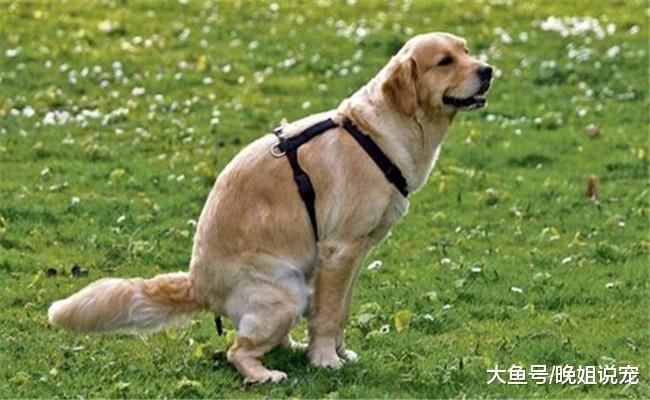 养狗之前要先了解它的5个麻烦, 看完再做决定比较好