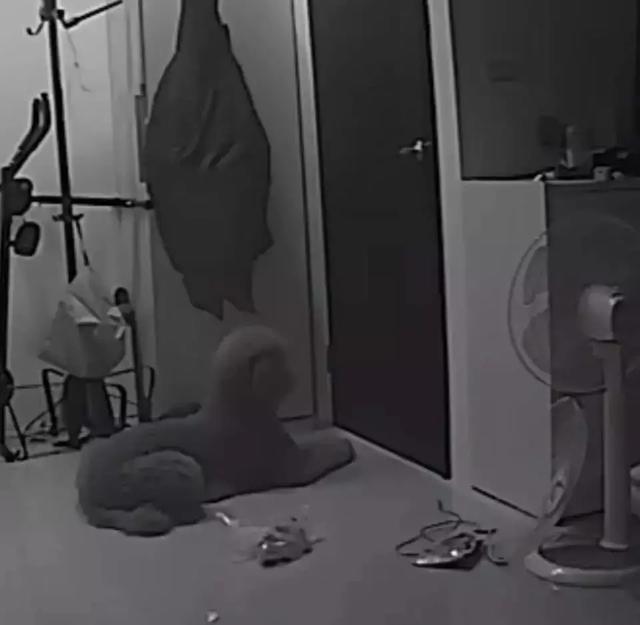 看监控里狗狗的样子看哭了, 可到家后...这演技不错啊!