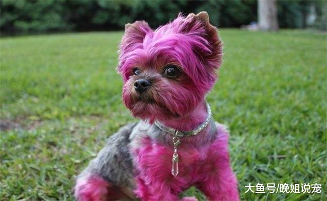 想要狗狗多陪几年, 宠主就不要做下面五件, 不然会加速它的衰老