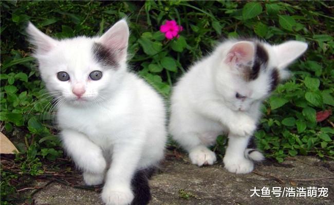 想养猫咪不要在网上, 很容易被骗, 最容易遇到下面3种骗局