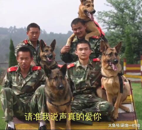 曾在512大地震中定位了206名的搜救犬银虎, 它走了, 英雄一路走好