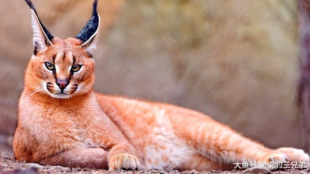 这种猫科动物十分挑食, 最爱吃鸟, 被称为“草原独行侠”