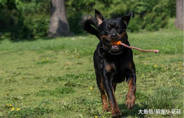 养狗! 我劝你不要养“罗威纳犬”!
