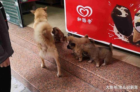 土狗“带兵”看家, 一个陌生人站在门口, 土狗: 撤兵!