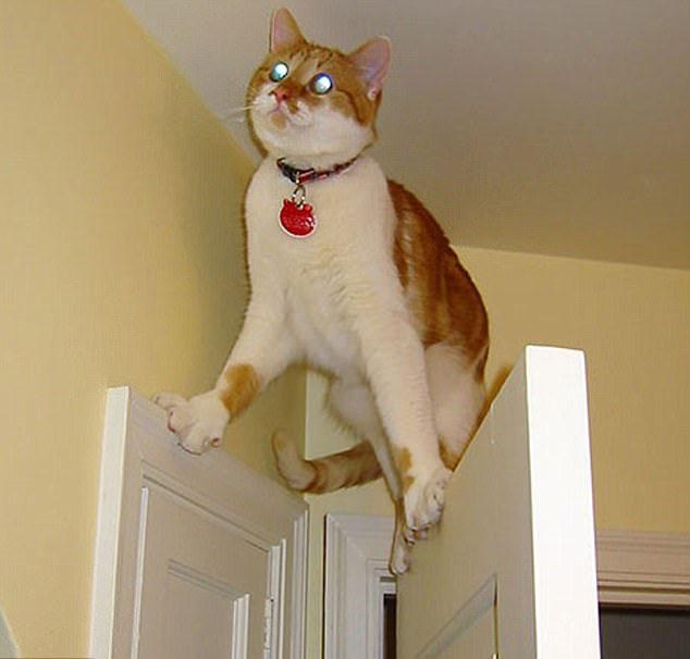 宠物GIF图: 喵星人不同寻常的进食方式!