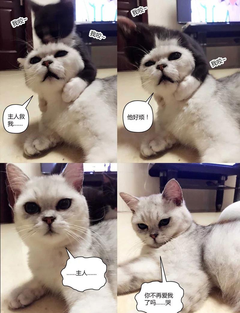 宠物GIF图: 喵星人不同寻常的进食方式!