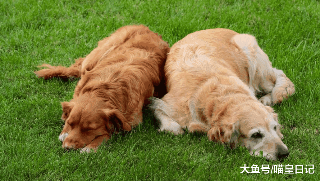 想给狗狗找个同伴可行吗? 狗: 可以, 但是我要当大哥!