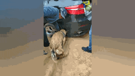 主人带着爱犬去大漠旅行, 车陷沙坑出不来, 狗子的做法暖心了……