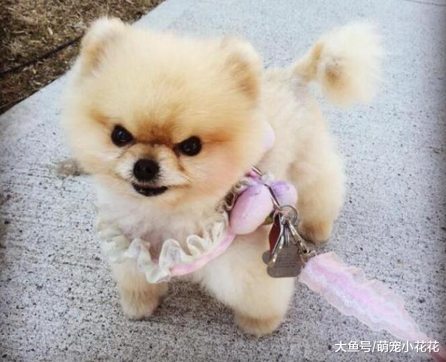 这6种狗狗不值得买, 想养狗的一定要睁大眼睛看清楚!