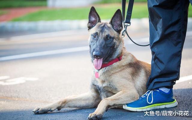 如果你不懂“马犬”, 那么劝你最好还是不要养!
