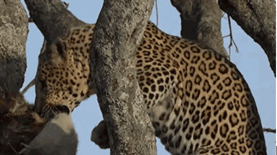 小豹子被老虎所捕获, 母豹子只能爬到树上, 眼神让人心疼