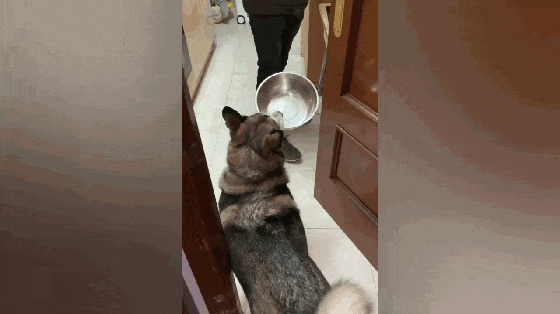 哈士奇学会讨饭技能, 叼饭盆守在厨房门口不走, 狗: 给点吃的吧…