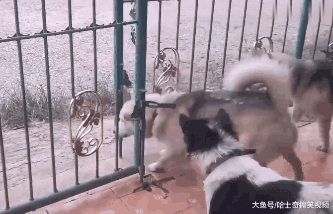 网友抱怨铁门都关不住二哈, 看到它“越狱”后: 谁说它笨的