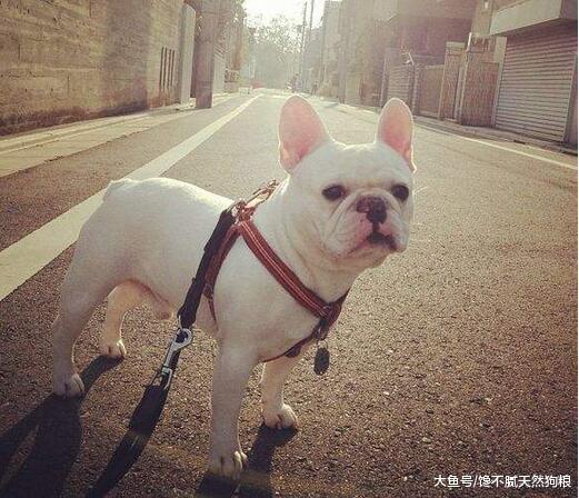法国斗牛犬这5个表现, 不是在撒娇是在向你求救, 你知道吗?