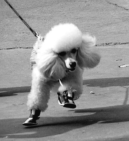 遛狗的“6大禁忌”, 别不在意, 否则你会跟狗狗说永别!