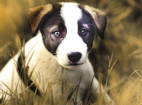 低智商的狗狗, 会做出的一些行为, 你知道多少?