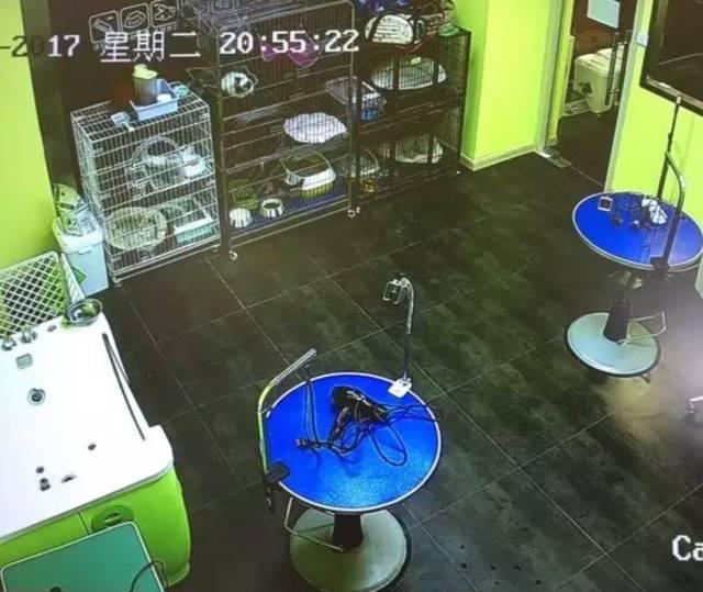 宠物店为啥总是“盯着”二哈不放?