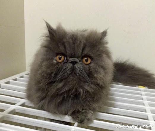 铲屎官帮家里的喵星人剃毛, 剃完之后顿时笑了, 喵: 宝宝好方