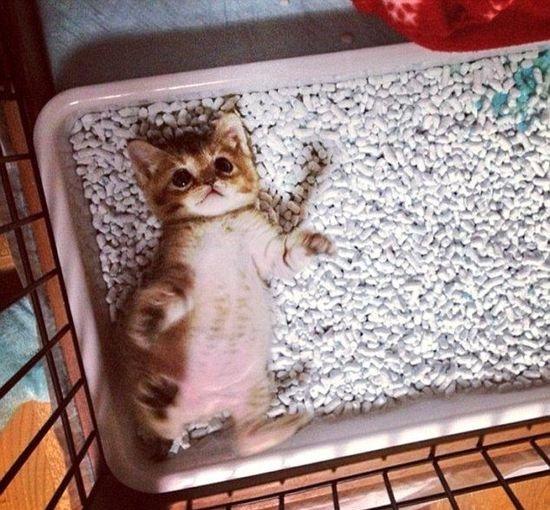 猫砂太多很难选, 四个标准助你选猫砂, 人不重要只要猫咪喜欢就好