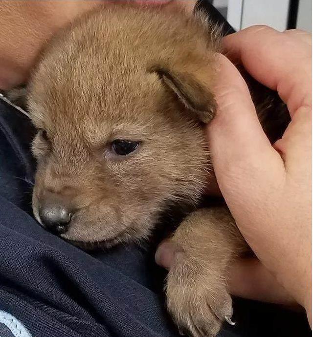 网友捡到小狗送到警局, 警察看后很惊讶: 这不是狗