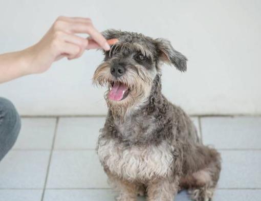 养狗, 劝你不要养“雪纳瑞”, 原因有5个!