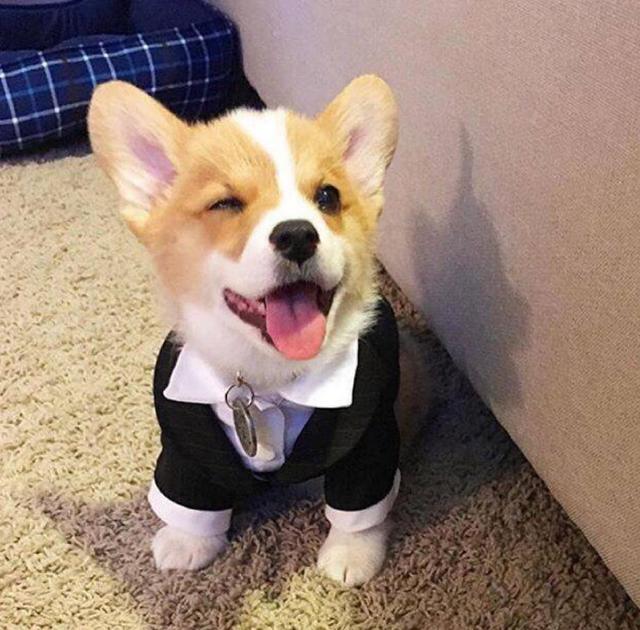 新手不知道如何选狗? 最适合新手养的10大狗狗, 老狗奴呕心推荐!