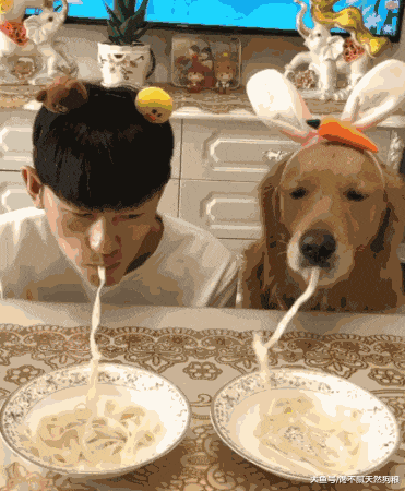 这样喂食金毛犬, 比毒药还毒!